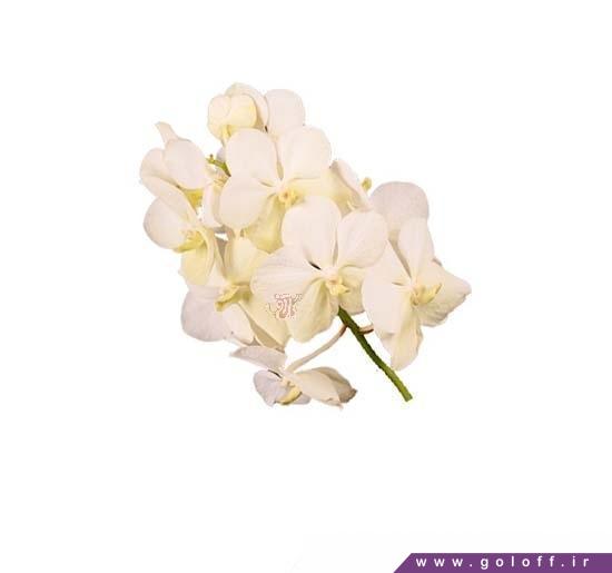 ارسال گل اینترنتی - گل ارکیده وندا تایانی وایت - Vanda Orchids | گل آف
